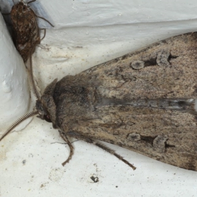 Agrotis infusa (Bogong Moth, Common Cutworm) at Ainslie, ACT - 14 Sep 2020 by jb2602