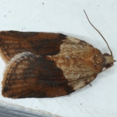 Epiphyas postvittana (Light Brown Apple Moth) at Ainslie, ACT - 14 Sep 2020 by jb2602