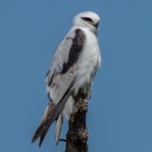 Elanus axillaris at Fyshwick, ACT - 15 Sep 2020