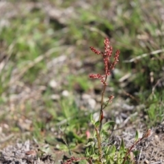 Rumex acetosella (Sheep Sorrel) at Mount Painter - 14 Sep 2020 by Tammy