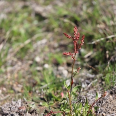 Rumex acetosella (Sheep Sorrel) at Cook, ACT - 14 Sep 2020 by Tammy