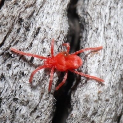 Trombidiidae (family) (Red velvet mite) at ANBG - 13 Sep 2020 by TimL