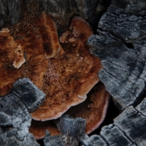 zz Polypore (shelf/hoof-like) at Hughes, ACT - 13 Sep 2020 05:52 PM