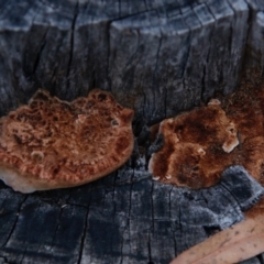 zz Polypore (shelf/hoof-like) at Hughes, ACT - 13 Sep 2020 05:52 PM