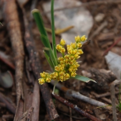 Lomandra filiformis (Wattle Mat-rush) at Deakin, ACT - 13 Sep 2020 by LisaH