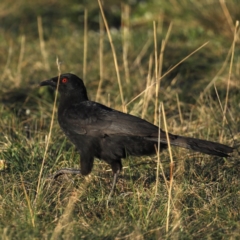 Corcorax melanorhamphos (White-winged Chough) at Majura, ACT - 15 Sep 2020 by jb2602