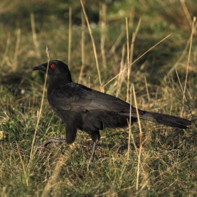 Corcorax melanorhamphos (White-winged Chough) at Majura, ACT - 15 Sep 2020 by jb2602