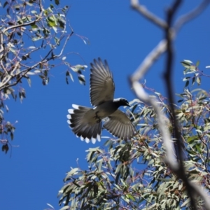 Coracina novaehollandiae at Cook, ACT - 14 Sep 2020