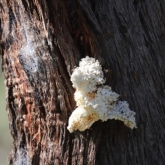 Laetiporus portentosus (White Punk) at Cook, ACT - 15 Sep 2020 by Tammy