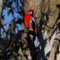 Platycercus elegans (Crimson Rosella) at Majura, ACT - 15 Sep 2020 by jbromilow50