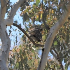 Manorina melanocephala (Noisy Miner) at Holt, ACT - 15 Sep 2020 by Tammy