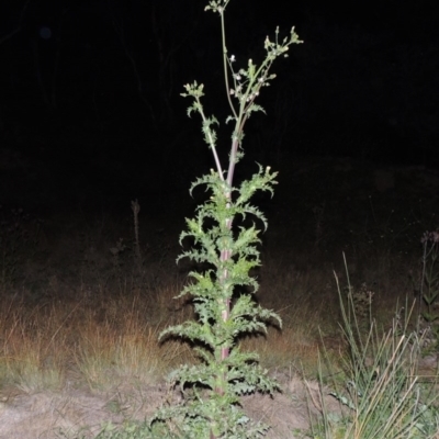 Sonchus asper (Prickly Sowthistle) at Tennent, ACT - 17 May 2020 by michaelb