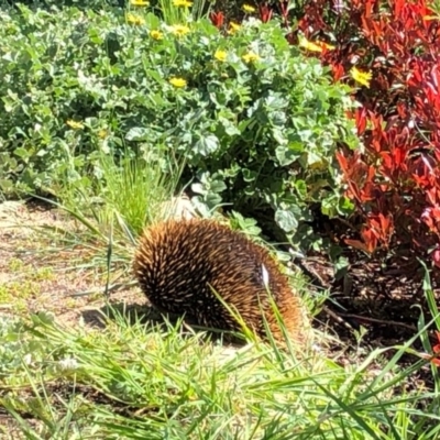 Tachyglossus aculeatus (Short-beaked Echidna) at Cook, ACT - 16 Sep 2020 by Ange