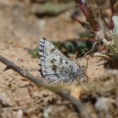 Lucia limbaria (Chequered Copper) at Theodore, ACT - 16 Sep 2020 by Owen