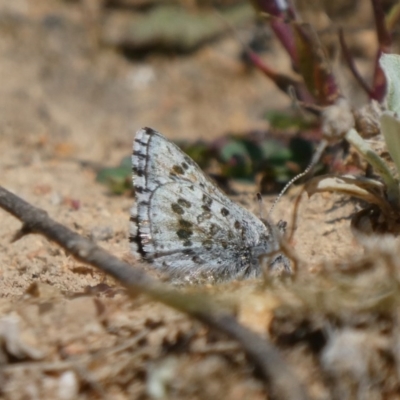 Lucia limbaria (Chequered Copper) at Theodore, ACT - 16 Sep 2020 by Owen