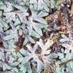 Riccia sp. (genus) (Liverwort) at Watson, ACT - 16 Sep 2020 by tpreston