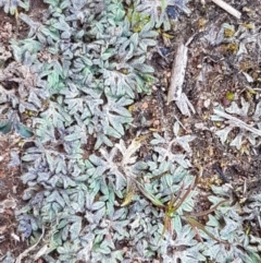 Riccia sp. (genus) at Watson, ACT - 16 Sep 2020 12:51 PM