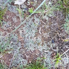 Riccia sp. (genus) at Watson, ACT - 16 Sep 2020 12:51 PM