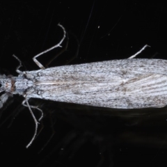 Leptoceridae sp. (family) (Long-horned caddisfly) at Ainslie, ACT - 15 Sep 2020 by jbromilow50