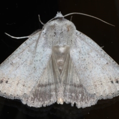 Pantydia sparsa (Noctuid Moth) at Ainslie, ACT - 15 Sep 2020 by jbromilow50