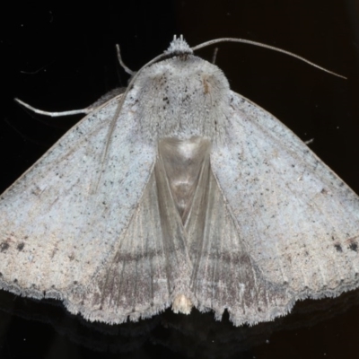 Pantydia sparsa (Noctuid Moth) at Ainslie, ACT - 15 Sep 2020 by jb2602