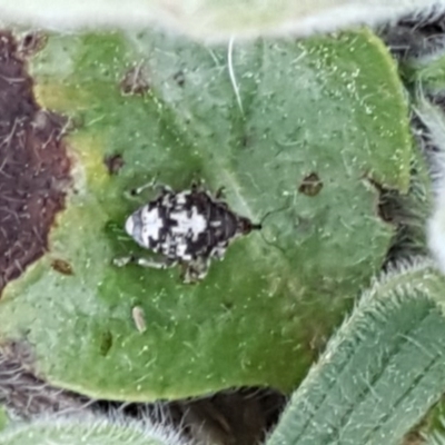 Mogulones larvatus (Paterson's curse crown weevil) at Budjan Galindji (Franklin Grassland) Reserve - 16 Sep 2020 by tpreston