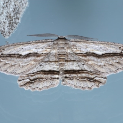 Euphronarcha luxaria (Striated Bark Moth) at Ainslie, ACT - 15 Sep 2020 by jbromilow50