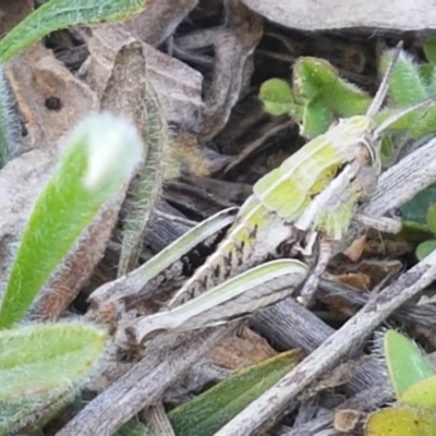 Perunga ochracea (Perunga grasshopper, Cross-dressing Grasshopper) at Budjan Galindji (Franklin Grassland) Reserve - 16 Sep 2020 by trevorpreston