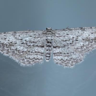 Phelotis cognata (Long-fringed Bark Moth) at Ainslie, ACT - 15 Sep 2020 by jb2602