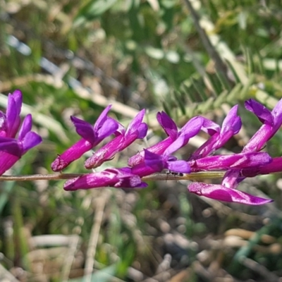 Vicia villosa subsp. eriocarpa (Russian Vetch) at Harrison, ACT - 16 Sep 2020 by trevorpreston