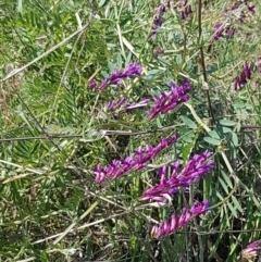 Vicia villosa subsp. eriocarpa at Harrison, ACT - 16 Sep 2020