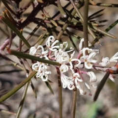 Hakea decurrens (Bushy Needlewood) at Kaleen, ACT - 16 Sep 2020 by tpreston