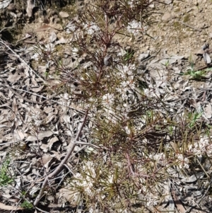 Hakea decurrens at Kaleen, ACT - 16 Sep 2020