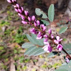 Indigofera australis subsp. australis (Australian Indigo) at Kaleen, ACT - 16 Sep 2020 by tpreston