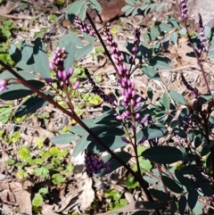 Indigofera australis subsp. australis at Kaleen, ACT - 16 Sep 2020 11:31 AM