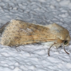 Helicoverpa (genus) (A bollworm) at Ainslie, ACT - 15 Sep 2020 by jb2602