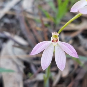 Caladenia carnea at Kaleen, ACT - 16 Sep 2020