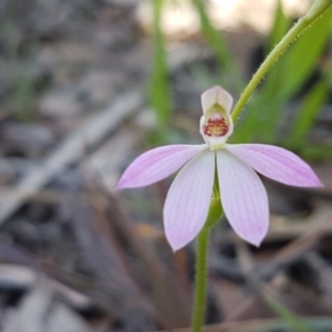 Caladenia carnea at Kaleen, ACT - 16 Sep 2020