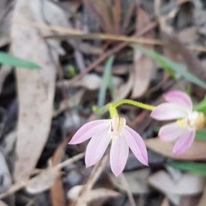 Caladenia carnea at Kaleen, ACT - 16 Sep 2020