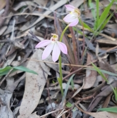 Caladenia carnea at Kaleen, ACT - 16 Sep 2020