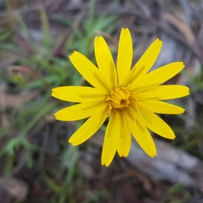 Microseris walteri (Yam Daisy, Murnong) at Gungaderra Grasslands - 16 Sep 2020 by trevorpreston