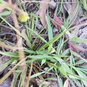 Microseris walteri at Kaleen, ACT - 16 Sep 2020 11:24 AM