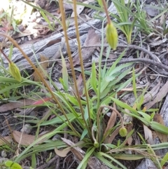 Microseris walteri at Kaleen, ACT - 16 Sep 2020 11:24 AM