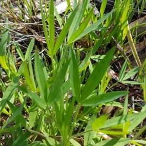 Trifolium sp. at Kaleen, ACT - 16 Sep 2020