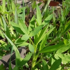 Trifolium sp. at Kaleen, ACT - 16 Sep 2020