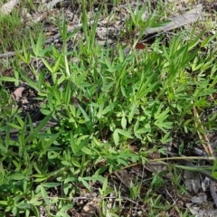 Trifolium sp. at Kaleen, ACT - 16 Sep 2020