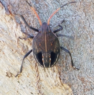 Theseus modestus (Gum tree shield bug) at Hall Cemetery - 16 Sep 2020 by tpreston