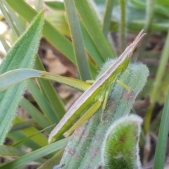 Keyacris scurra (Key's Matchstick Grasshopper) at Wallaroo, NSW - 16 Sep 2020 by trevorpreston