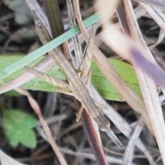 Keyacris scurra at Wallaroo, NSW - 16 Sep 2020