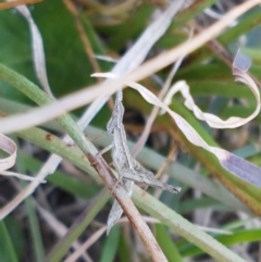 Keyacris scurra at Wallaroo, NSW - 16 Sep 2020